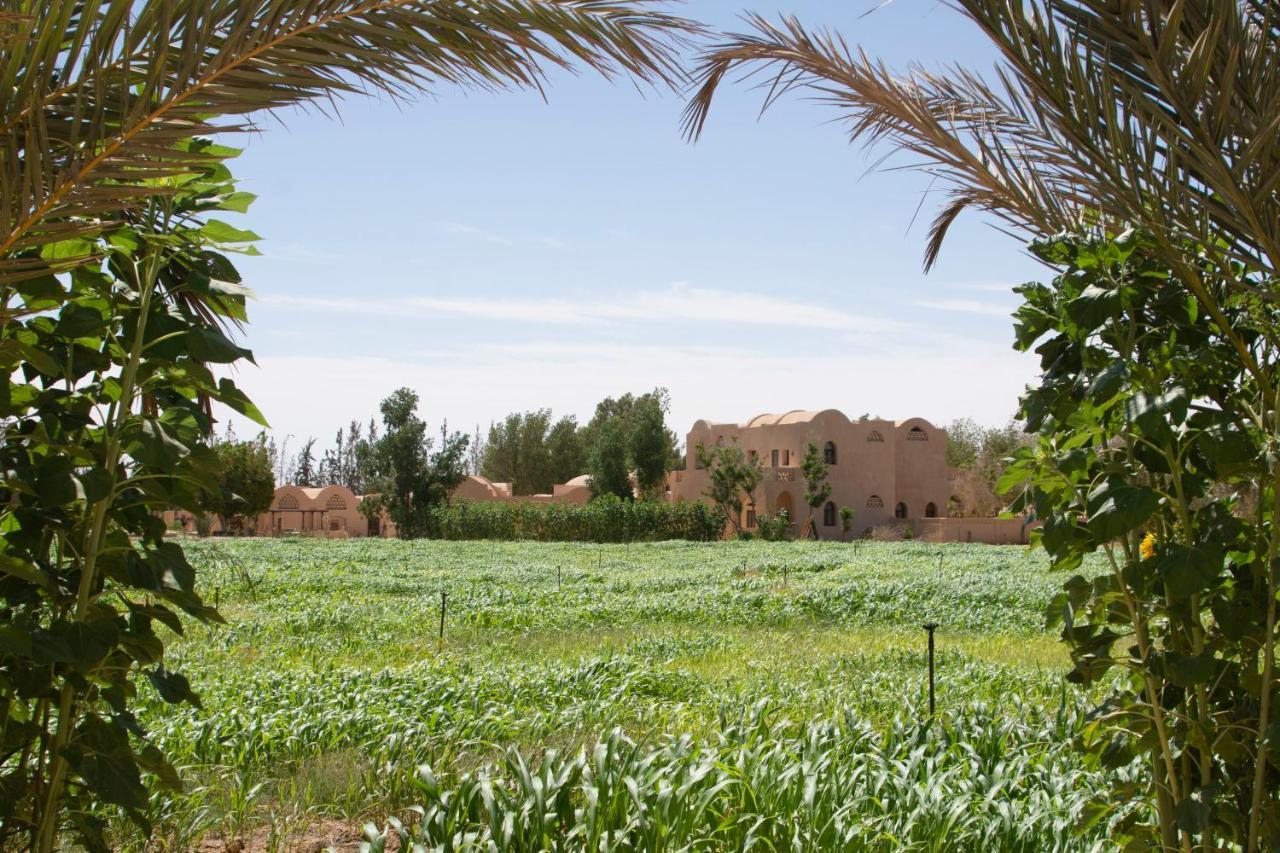 Tzila Bahariya Villa Bahariya Oasis Ngoại thất bức ảnh